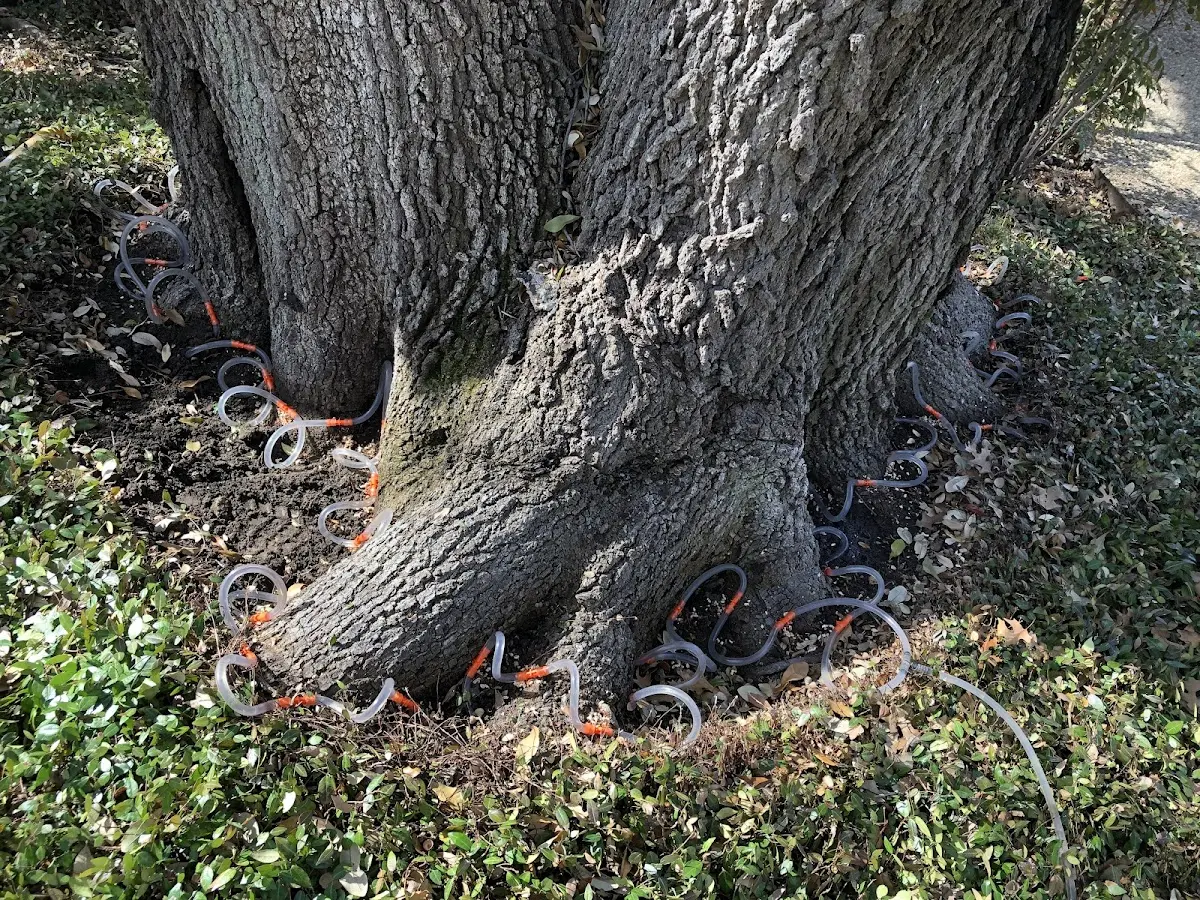 Detailed Tree Cabling and Bracing job site in Canyon City