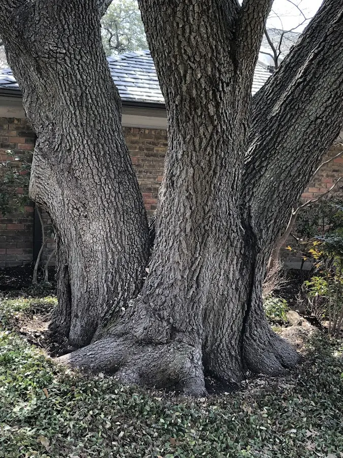 Mature heritage tree close to a Canyon City property cared for by certified arborists